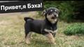 Щенок коротколапик в добрые руки