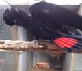 Траурный какаду Бэнкса, или краснохвостый траурный какаду (Calyptorhynchus banksii)