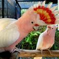 Какаду Инка, или какаду майора Митчелла (Cacatua leadbeateri)