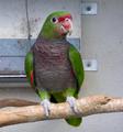Винногрудый амазон (Amazona vinacea) - ручные птенцы из питомника