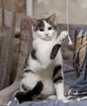 Очень красивые котята (6 мес.) в поисках дома