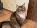 Трогательная кошечка Марусенька (2,5 г.) ищет дом