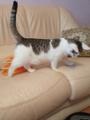 Котенок Джонни ждет встречи с семьей