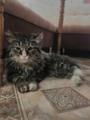 Котики мышеловы и домашние ласкули в дар