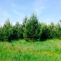 Распродажа саженцев сосны, ели, берёзы