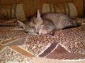 Отдам котят в хорошие руки