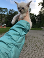 Европейская Бурма Лилового окраса котята.
