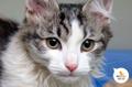 Котик Куняш ищет дом
