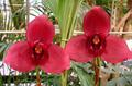 Орхидея Lycaste Fire Bird