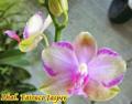 Орхидея Phal. Taisuco Jasper. Доставка почтой, СДЭКом и возможна доставка в Москве по договорённости.
