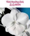 Орхидея Phalaenopsis Fureshing Mark