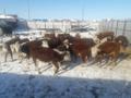 Продажа герефордов и казахов