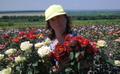 Саженцы роз элитных сортов почтой по России и самовывозом из Домодедово