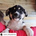 Романтик Грэй ищет любящих хозяев!