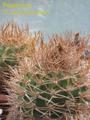Сеянцы Gymnocalycium polycephalum от Kohres