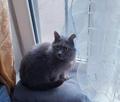 Отдам в Добрые руки