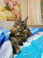 Мейн Кун котята