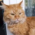 Рыжий кот Кузя. Лютое одиночество. Ищет новых хозяев.
