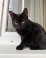 Котенок Марсик источник оптимизма в добрые руки