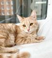 Кошка Ириска - удивительно умная рыжая девочка в дар