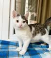 Котенок Лазерь - лучистое счастье в добрые руки