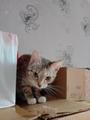 Кошечке Даниэлле срочно нужен новый дом