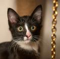 Отдам даром котенка Мушку