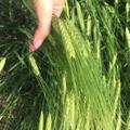 Семена ярового ячменя Леон, Ратник, Щедрый, Вакула, Приазовский 9, Одесский 22, ПрерияЭС, РС1