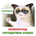 Передержка кошек «Кошавель»