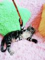 Котенок американской длинношерстной 2,5мес, бесплатно