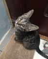 Котёнку Люсси срочно нужен дом