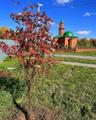 Саженцы и крупномеры высшего качества для быстрого озеленения
